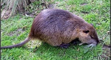 Jak porážet a řezat nutrie